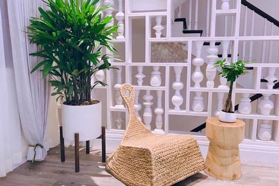 Cây trúc mây - bảo bối đem lại may mắn ngày đầu năm