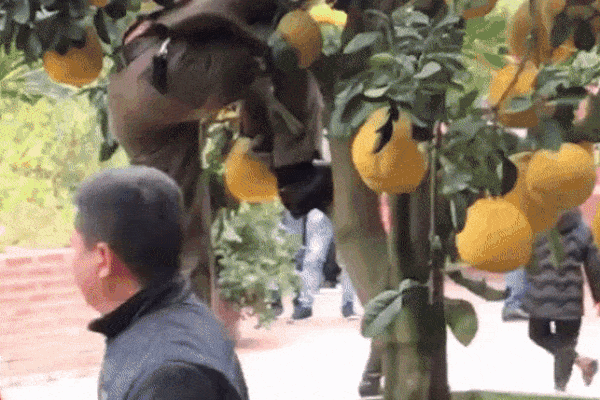 Clip: Đi chùa vãn cảnh nhưng người đàn ông trèo hẳn lên cây bưởi để chụp ảnh, tạo dáng-1