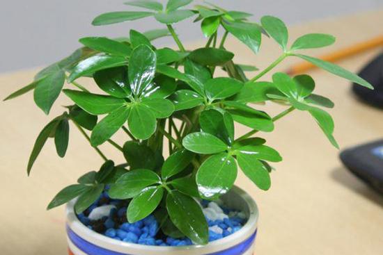 6 loại cây gọi tài lộc, đầu năm nhất định phải mua đặt bàn làm việc