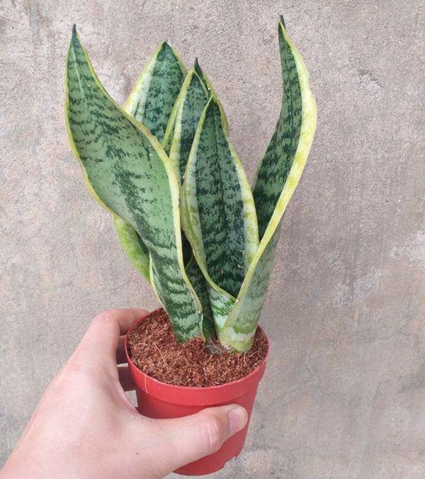 6 loại cây gọi tài lộc, đầu năm nhất định phải mua đặt bàn làm việc-1