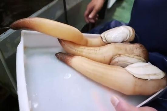 Đầu bếp chế biến sashimi từ ốc vòi voi cỡ lớn