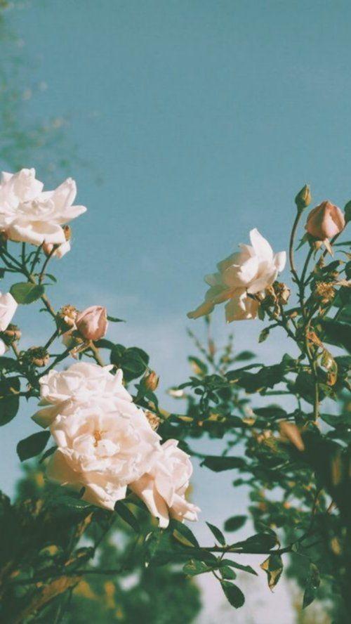 Tử vi thứ Năm ngày 6/2/2020 của 12 con giáp: Tý tình cảm phai nhạt, Dần không ngại khó khăn-2