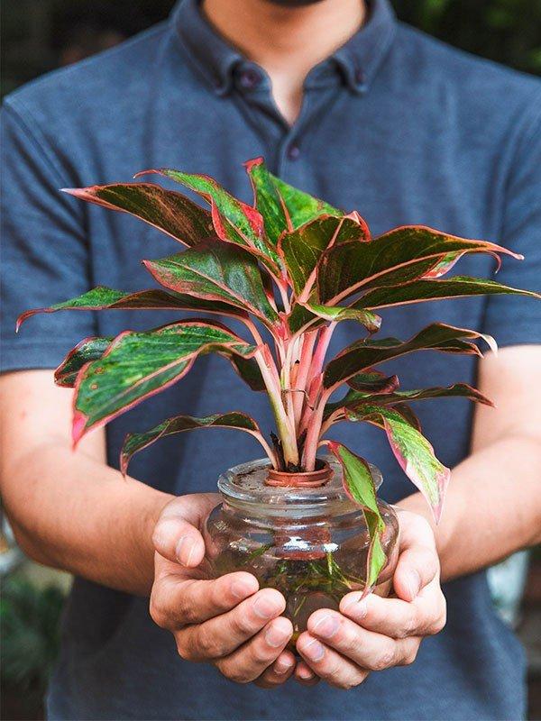 Cây phú quý hợp mệnh gì? Người nào nên trồng cây phú quý trong nhà?-2