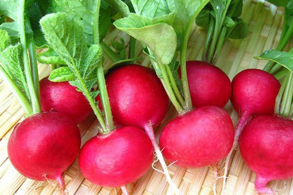 Số phận dễ đoán của cây củ cải trắng mọc nơi không tưởng thu hút dân tình đến check-in ầm ầm-11