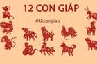 Trong số 12 con giáp, 4 con giáp càng sống lâu càng hưởng phúc dày, hậu vận phúc lộc vẹn toàn