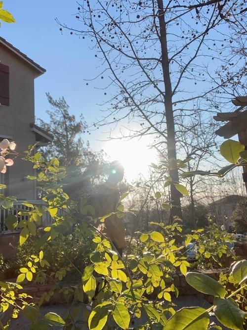 Cuộc sống của Nhật Tinh Anh ở Mỹ-3