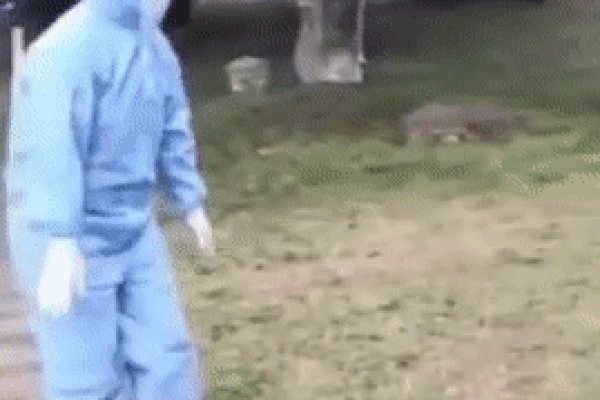 Xót xa cảnh y tá loạng choạng bước ra sau thời gian dài trong phòng cách ly virus corona