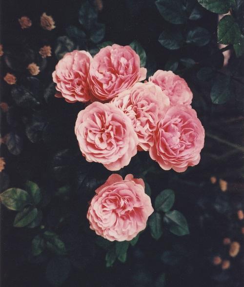 Tử vi thứ Bảy ngày 22/2/2020 của 12 con giáp: Tuất vun đắp chuyện tình cảm, Hợi bị thị phi đeo bám-2