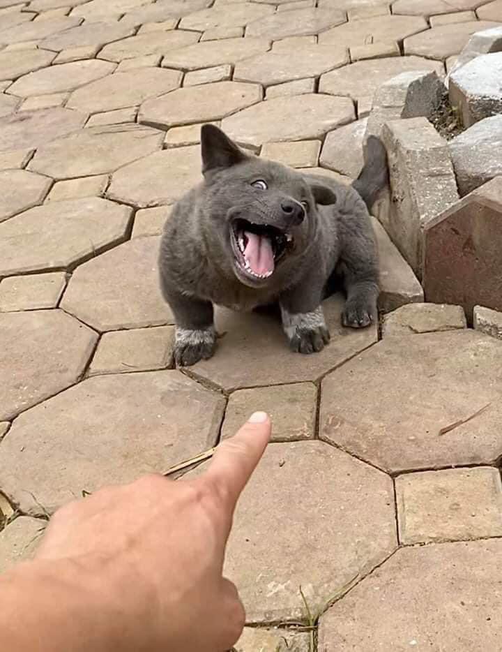 Chú chó hot nhất Facebook gần 1 tuần qua, lập fanpage 4 ngày thu về 32 ngàn lượt thích, ai nhìn cũng muốn nuôi!-4