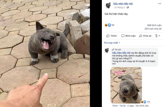 Chú chó hot nhất Facebook gần 1 tuần qua, lập fanpage 4 ngày thu về 32 ngàn lượt thích, ai nhìn cũng muốn nuôi!-8