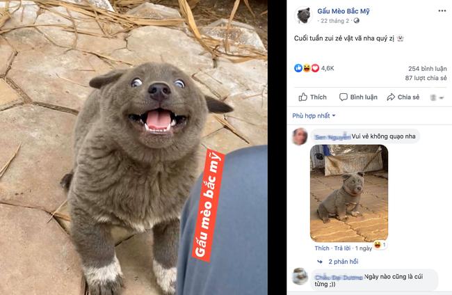 Chú chó hot nhất Facebook gần 1 tuần qua, lập fanpage 4 ngày thu về 32 ngàn lượt thích, ai nhìn cũng muốn nuôi!-9