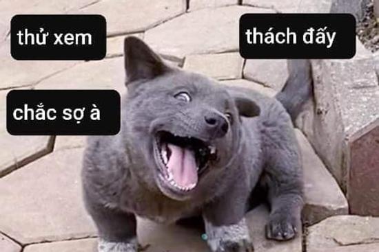 Chú chó hot nhất Facebook gần 1 tuần qua, lập fanpage 4 ngày thu về 32 ngàn lượt thích, ai nhìn cũng muốn nuôi!