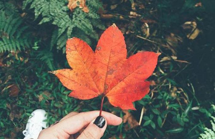 Tử vi thứ Ba ngày 25/2/2020 của 12 con giáp: Dần không mang nhiều tiền, Mùi tình duyên thăng hoa-2