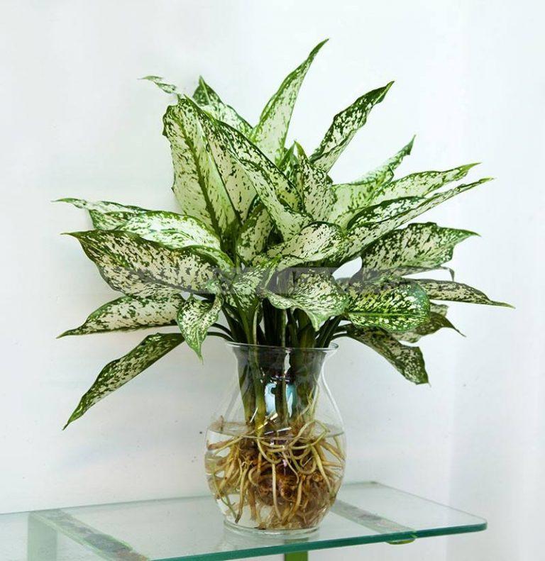 5 loại cây nghe tên đã thấy giàu đặt trong phòng khách hút tài lộc cực đỉnh-5