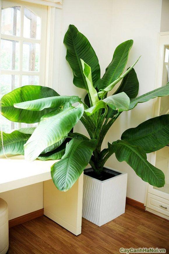 5 loại cây nghe tên đã thấy giàu đặt trong phòng khách hút tài lộc cực đỉnh-3