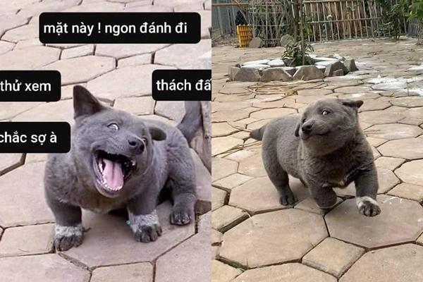 Chú chó nổi tiếng khắp cõi mạng Nguyễn Văn Dúi được fan quốc tế vẽ hình chibi cực yêu-8