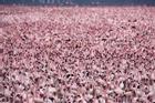 Hồ nước độc nuôi sống hàng triệu hồng hạc