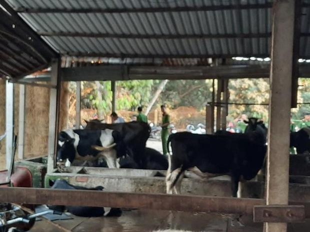 Yêu cầu Tuấn khỉ bồi thường 40 triệu đồng bắn chết bò-2