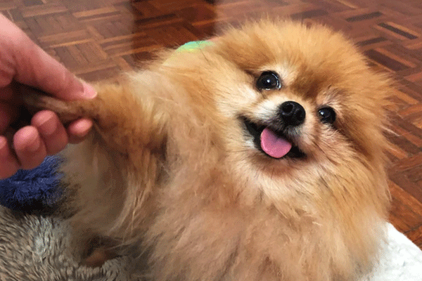 Xôn xao vụ SARS-CoV-2 từ người nhiễm sang chó: Đây là câu trả lời của chuyên gia!