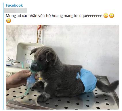 Dân mạng nóng ruột trước tin chú chó hot nhất MXH Nguyễn Văn Dúi ốm nặng khó qua-1