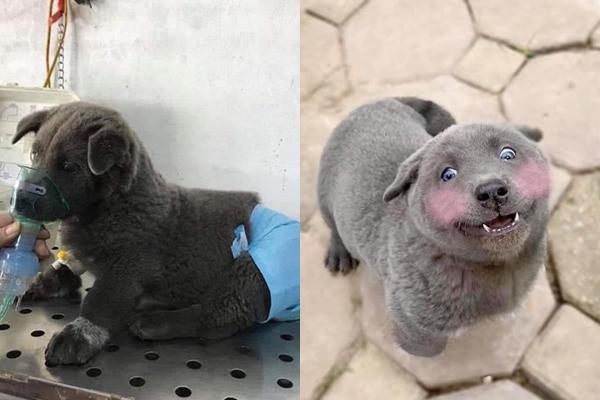 Những điều chưa kể về chú chó hot nhất MXH Nguyễn Văn Dúi: Nghịch ngợm và thích cà khịa đồng loại-12