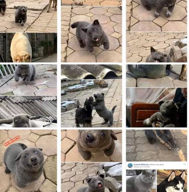 Cuộc sống chảnh cún của chú chó Nguyễn Văn Dúi sau gần 1 tháng nổi tiếng khắp cõi mạng-5