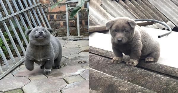 Cuộc sống chảnh cún của chú chó Nguyễn Văn Dúi sau gần 1 tháng nổi tiếng khắp cõi mạng-6