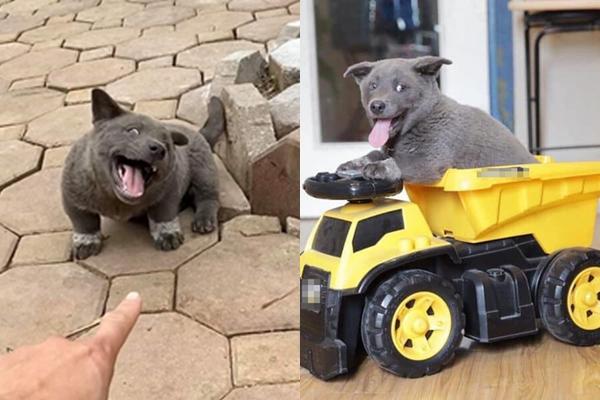 Những điều chưa kể về chú chó hot nhất MXH Nguyễn Văn Dúi: Nghịch ngợm và thích cà khịa đồng loại-11