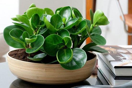 Ý nghĩa phong thủy và cách chăm sóc cây trường sinh