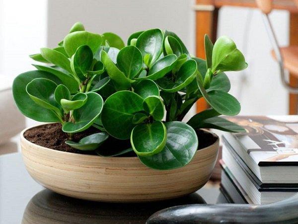 Ý nghĩa phong thủy và cách chăm sóc cây trường sinh-1