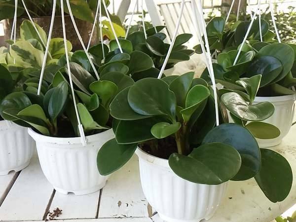 Ý nghĩa phong thủy và cách chăm sóc cây trường sinh-2