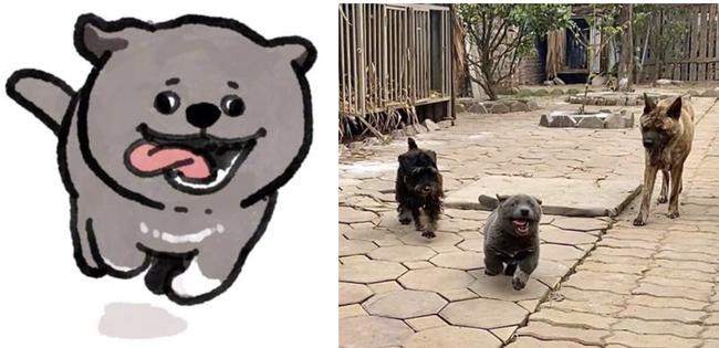 Chú chó nổi tiếng khắp cõi mạng Nguyễn Văn Dúi được fan quốc tế vẽ hình chibi cực yêu-6