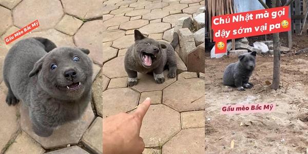 Chú chó nổi tiếng khắp cõi mạng Nguyễn Văn Dúi được fan quốc tế vẽ hình chibi cực yêu-1