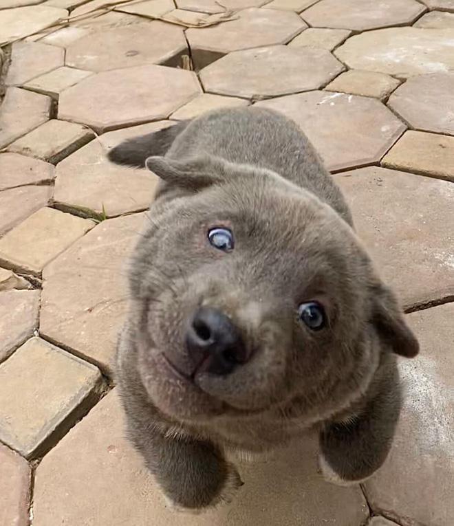 Những điều chưa kể về chú chó hot nhất MXH Nguyễn Văn Dúi: Nghịch ngợm và thích cà khịa đồng loại-1