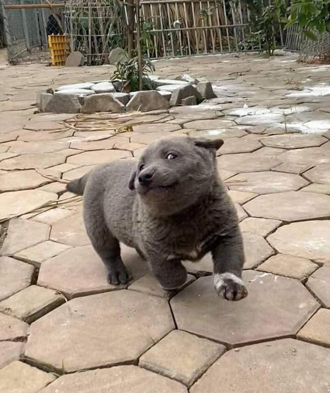 Những điều chưa kể về chú chó hot nhất MXH Nguyễn Văn Dúi: Nghịch ngợm và thích cà khịa đồng loại-2