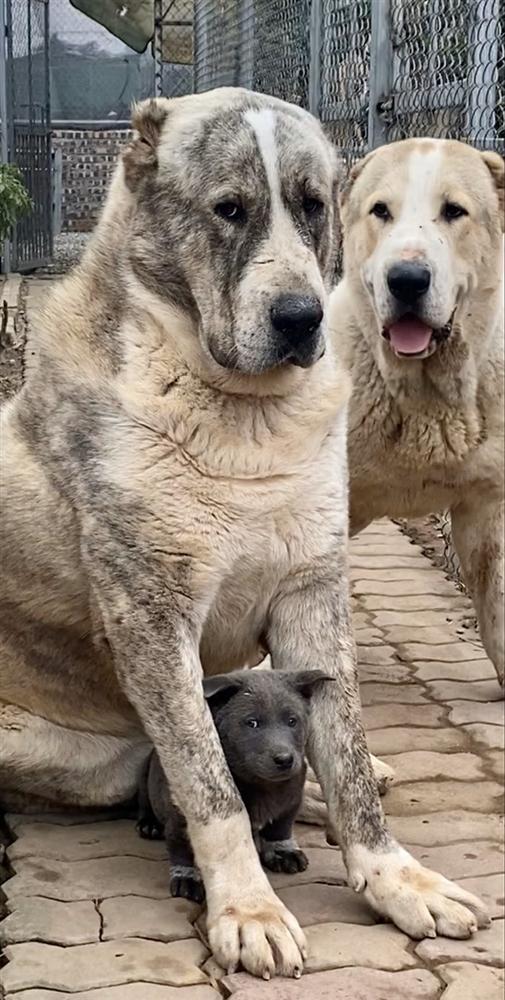 Những điều chưa kể về chú chó hot nhất MXH Nguyễn Văn Dúi: Nghịch ngợm và thích cà khịa đồng loại-7