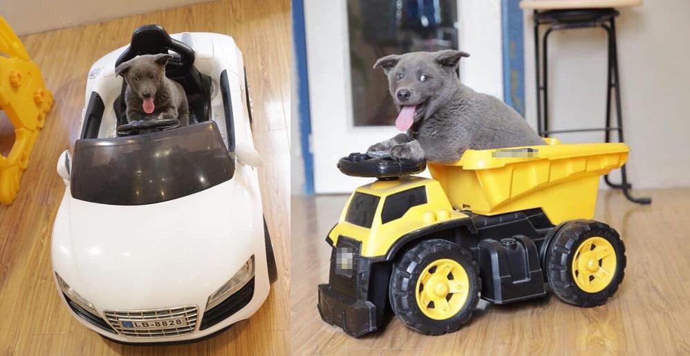 Những điều chưa kể về chú chó hot nhất MXH Nguyễn Văn Dúi: Nghịch ngợm và thích cà khịa đồng loại-9