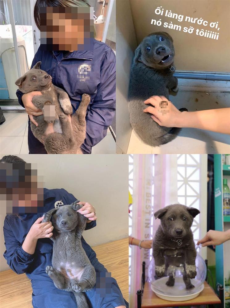 Những điều chưa kể về chú chó hot nhất MXH Nguyễn Văn Dúi: Nghịch ngợm và thích cà khịa đồng loại-10