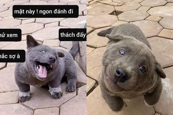 Hình ảnh mới nhất về chú chó Nguyễn Văn Dúi: Làm mẫu ảnh thời trang kiêm đại sứ rau củ-8