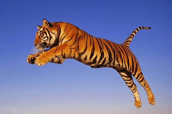 Những con giáp cẩn trọng kẻo hao tiền tốn của trong tháng 3 này-3