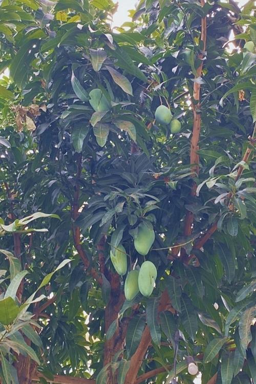 Tăng Thanh Hà thu hoạch trái cây trong vườn nhà-2
