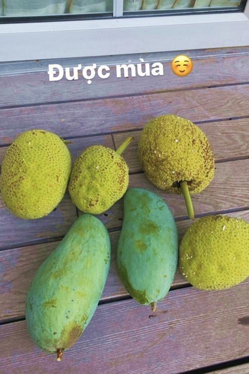 Tăng Thanh Hà thu hoạch trái cây trong vườn nhà-3