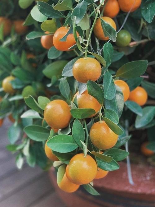 Tăng Thanh Hà thu hoạch trái cây trong vườn nhà-4