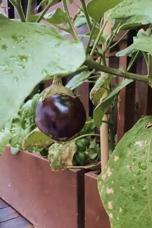 Tăng Thanh Hà thu hoạch trái cây trong vườn nhà-5