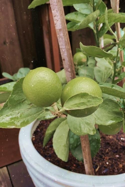 Tăng Thanh Hà thu hoạch trái cây trong vườn nhà-6