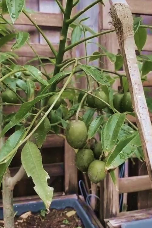Tăng Thanh Hà thu hoạch trái cây trong vườn nhà-7