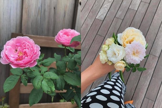 Tăng Thanh Hà thu hoạch trái cây trong vườn nhà-8