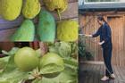 Tăng Thanh Hà thu hoạch trái cây trong vườn nhà