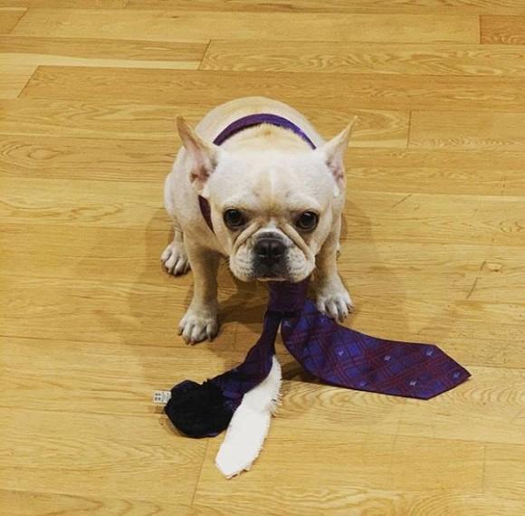 Tố cún cưng của bạn trai gặm đôi giày 19 triệu, Linh Rin bị soi ngay chuyện tình cảm với em chồng Hà Tăng-3