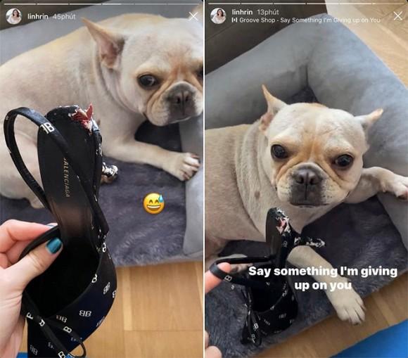 Tố cún cưng của bạn trai gặm đôi giày 19 triệu, Linh Rin bị soi ngay chuyện tình cảm với em chồng Hà Tăng-1